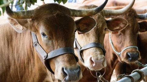 romeria_nuestra_senora_del_rosario_aguimes