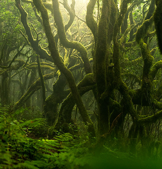 Parque Nacional de Garajonay