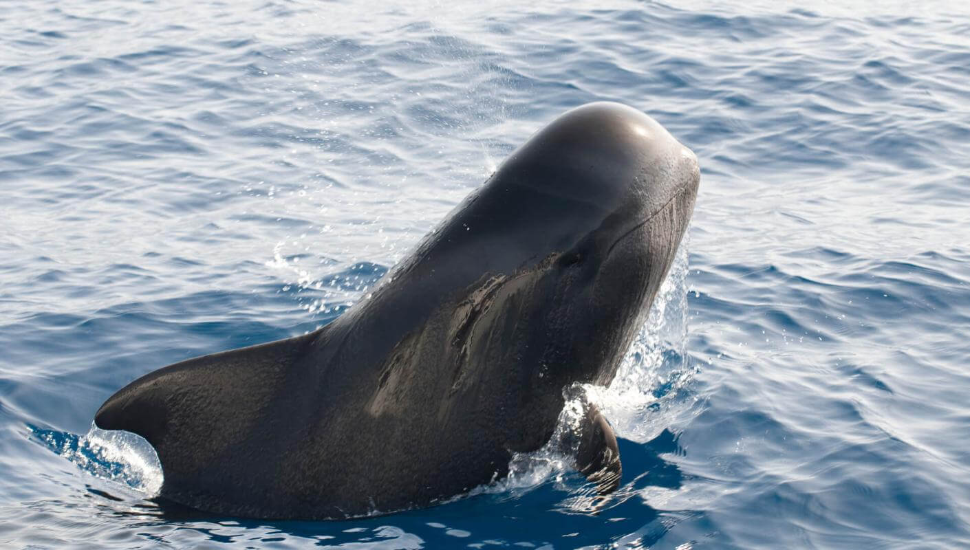 Calderón gris (tropikalny waleń z dużymi płetwami) nad taflą oceanu.