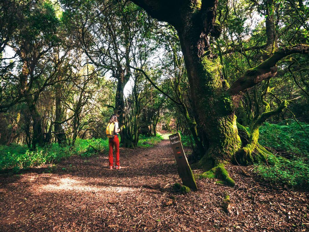 Reserva de Mencáfete Espacios naturales de El Hierro