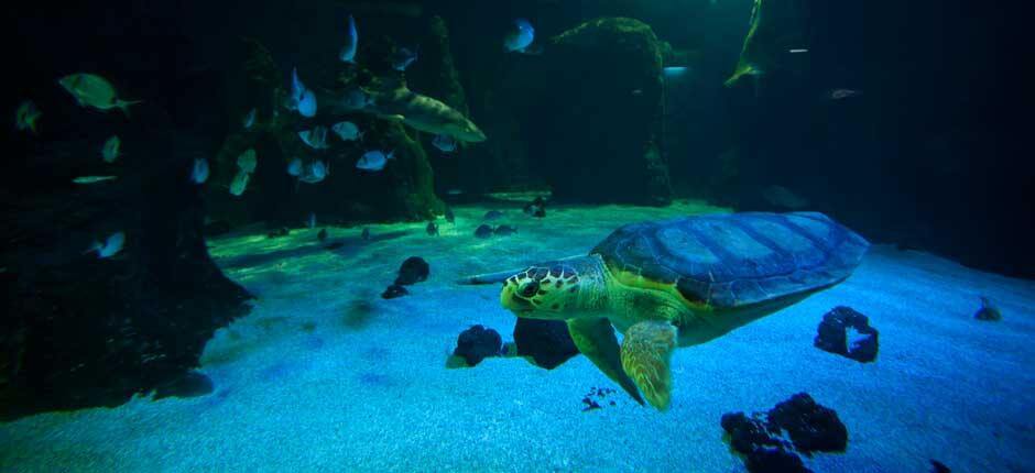 Aquarium Akwaria na Lanzarote