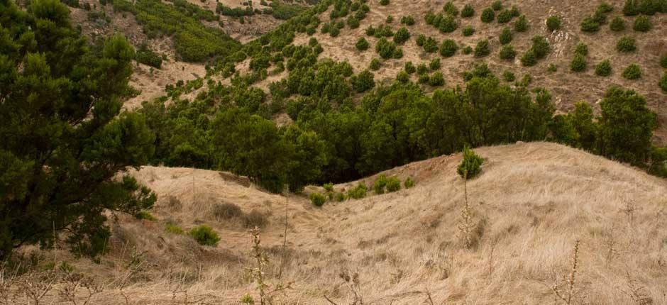 Árbol Garoé, na El Hierro