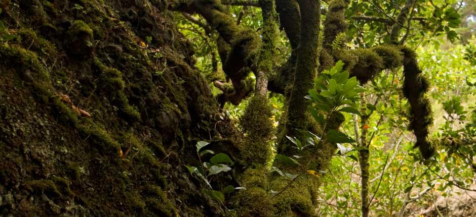 Árbol Garoé, na El Hierro