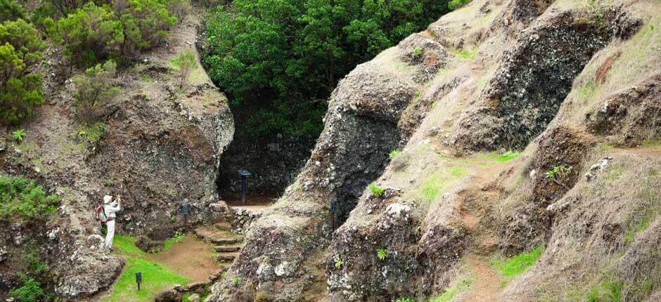 Árbol Garoé, na El Hierro