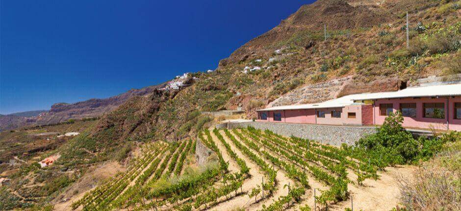 Bodega Bentayga na Gran Canaria