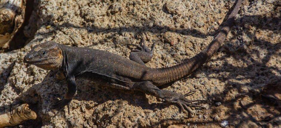 Cenobio de Valerón miejsca warte odwiedzenia na Gran Canaria