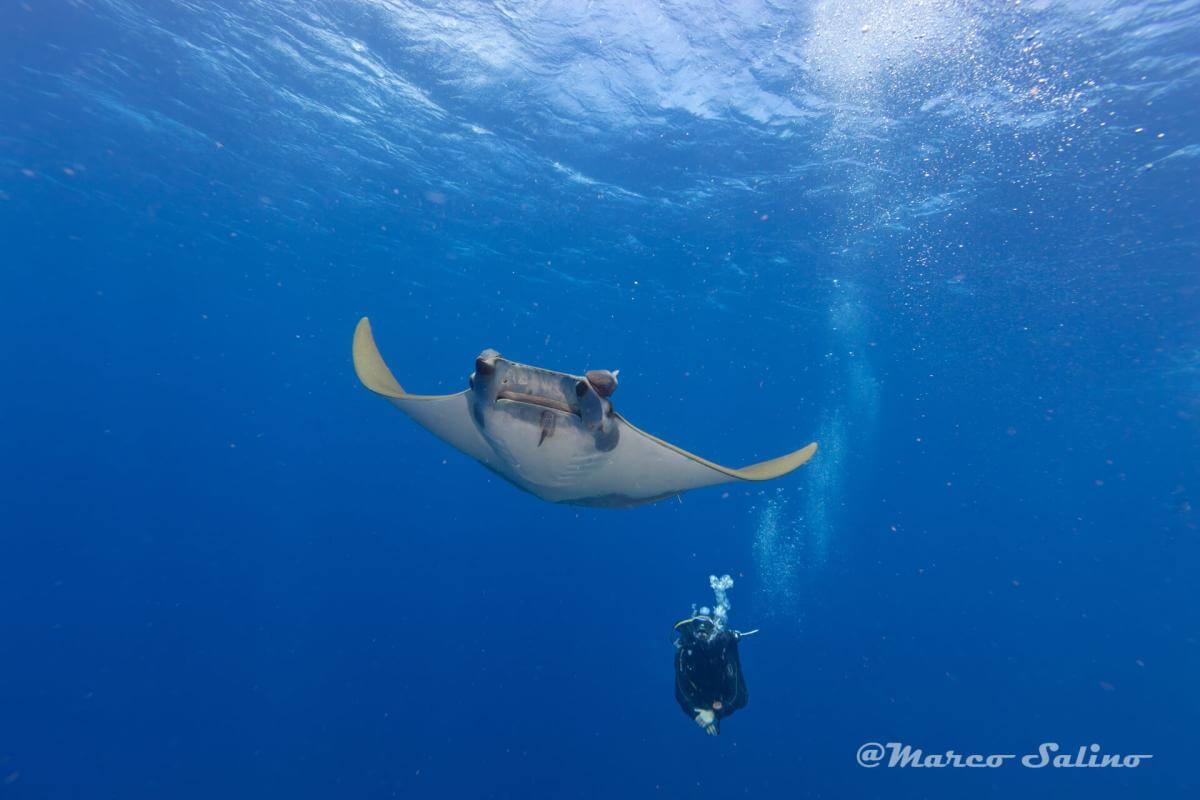 Centro de buceo Arrecifal