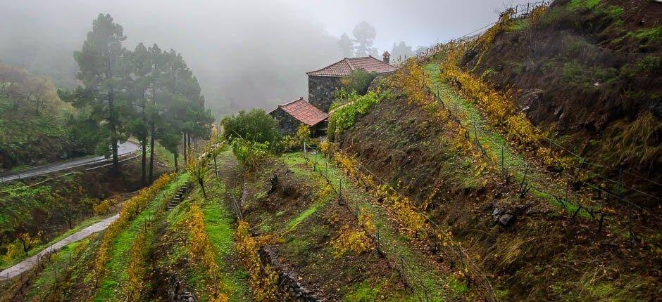 Las Tricias osady na wyspie La Palma