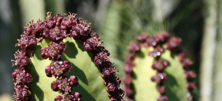 Malpaís de Güímar Espacios naturales de Tenerife