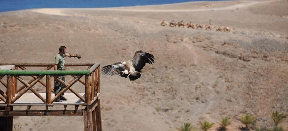 Oasis Park Fuerteventura Ogrody zoologiczne na Fuerteventura