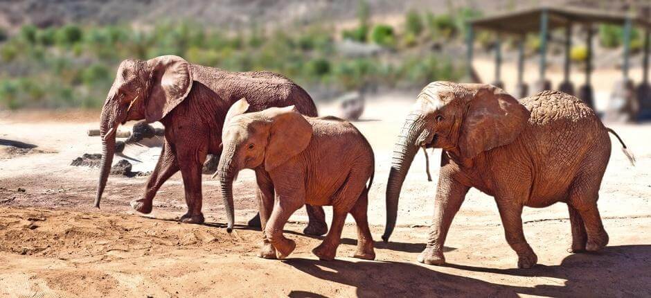 Oasis Park Fuerteventura Ogrody zoologiczne na Fuerteventura