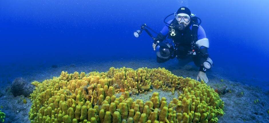 Zanurkuj w Risco Verde na wyspie Gran Canaria