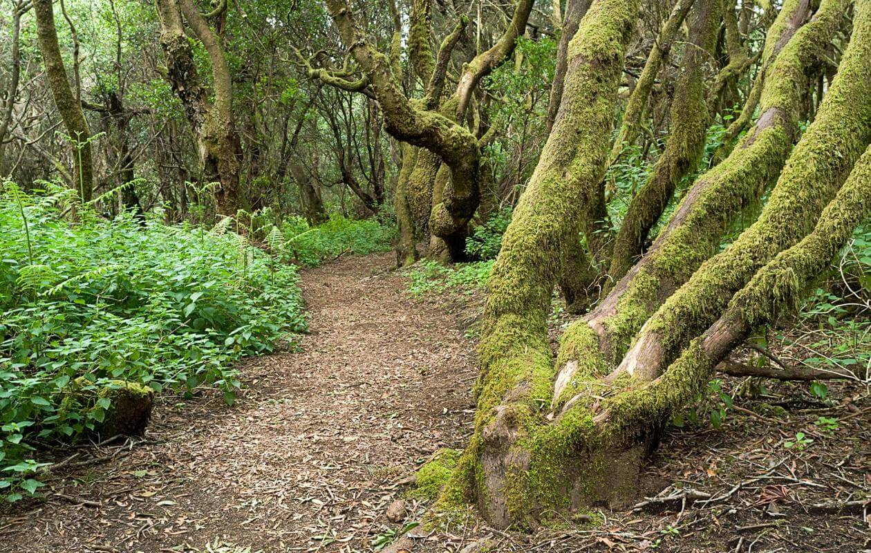 La Llanía Senderos en El Hierro