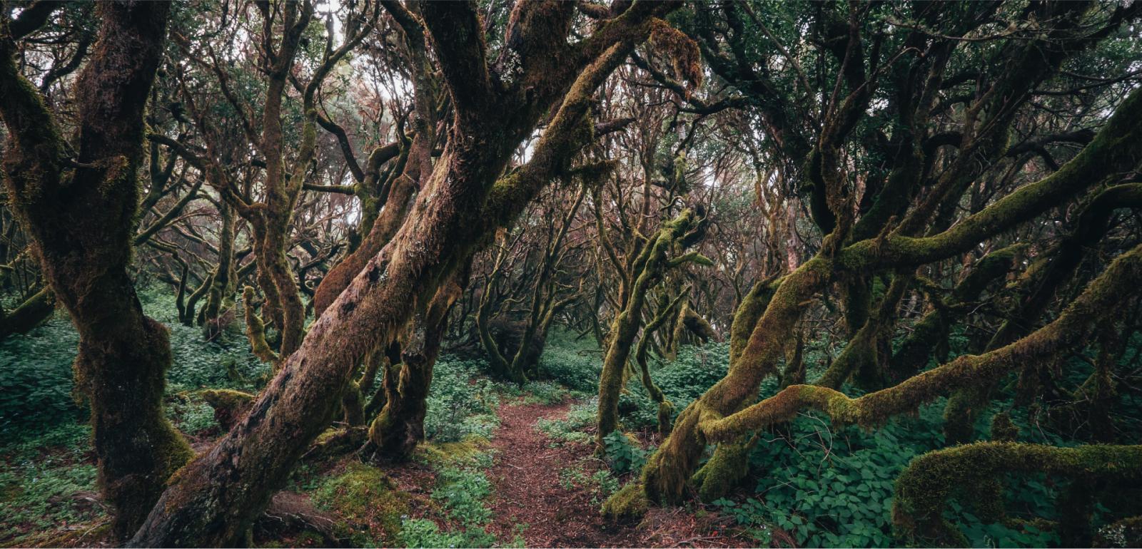 Cedro-Parque-Nacional-de-Garajonay-La-Gomera