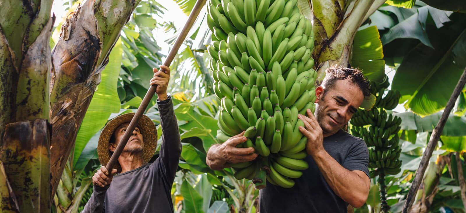 Bananowce. La Palma.