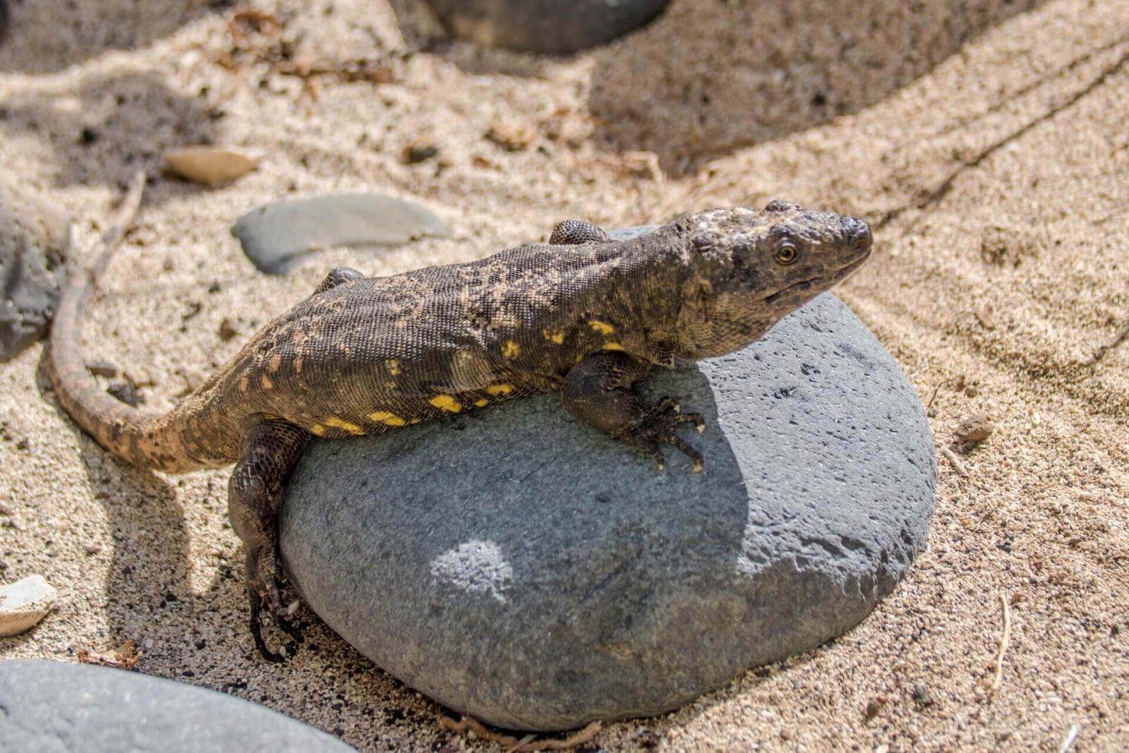 Lagarto Gigante de El Hierro.