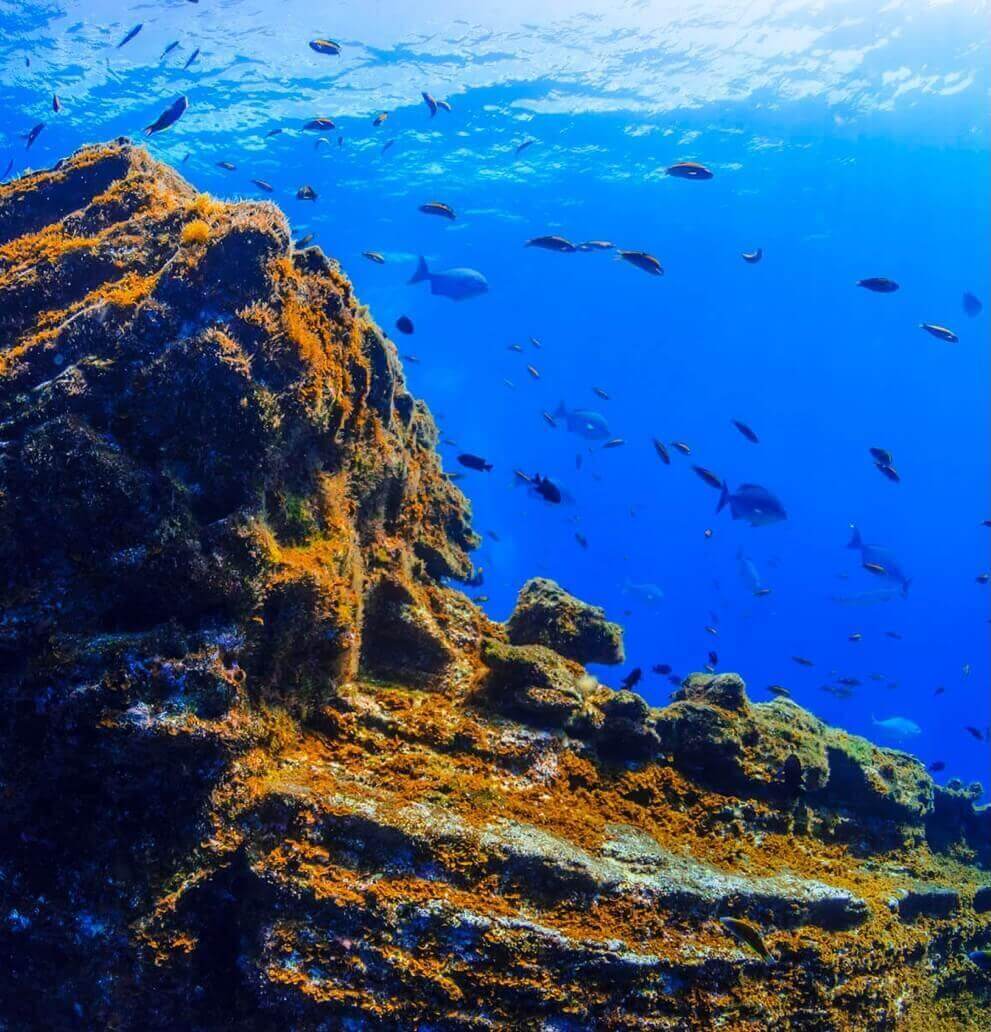 Fondo submarino. El Bajón. El Hierro.