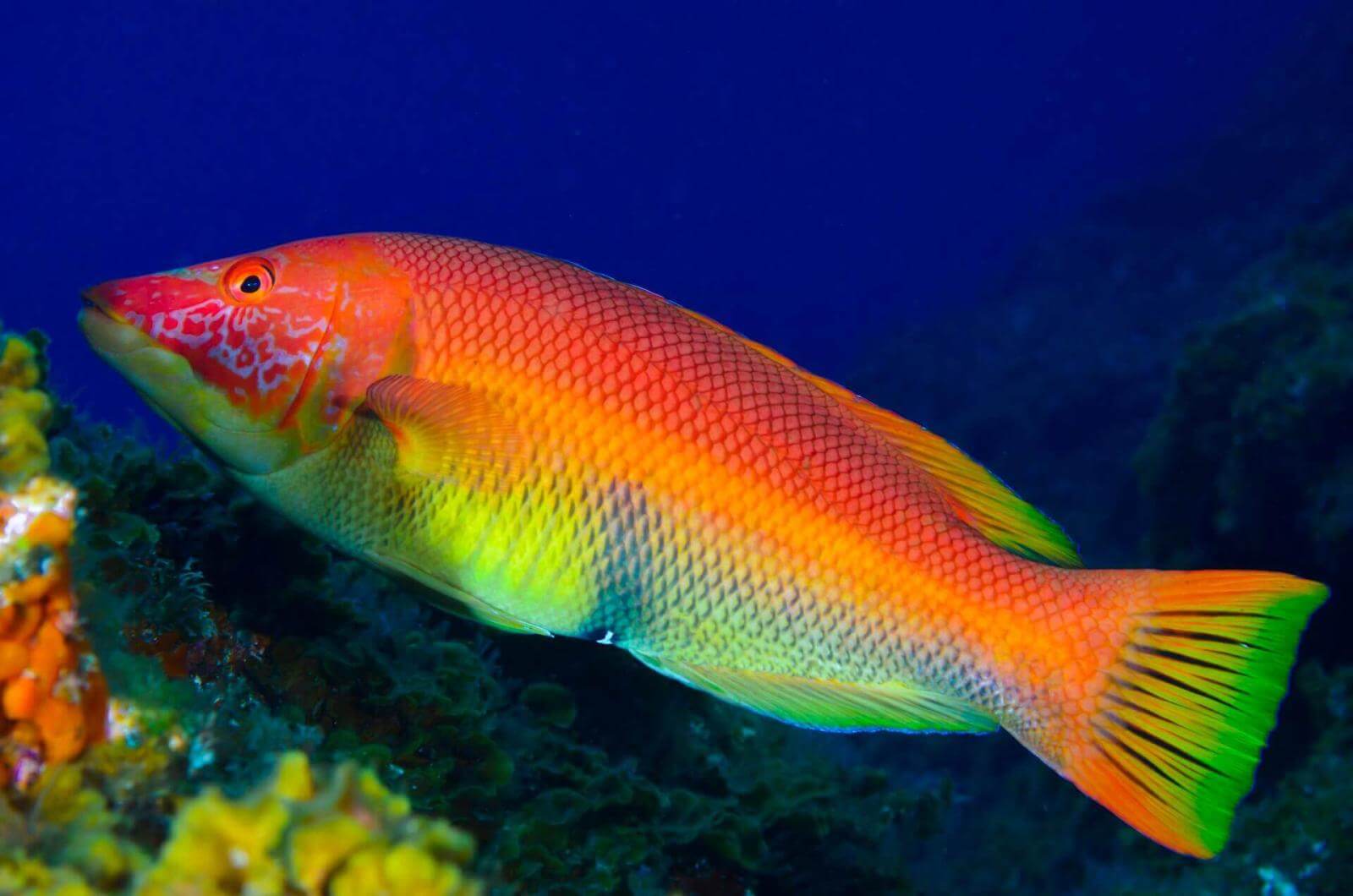 Pejeperro (Bodianus Scrofa). Punta Restinga. El Hierro