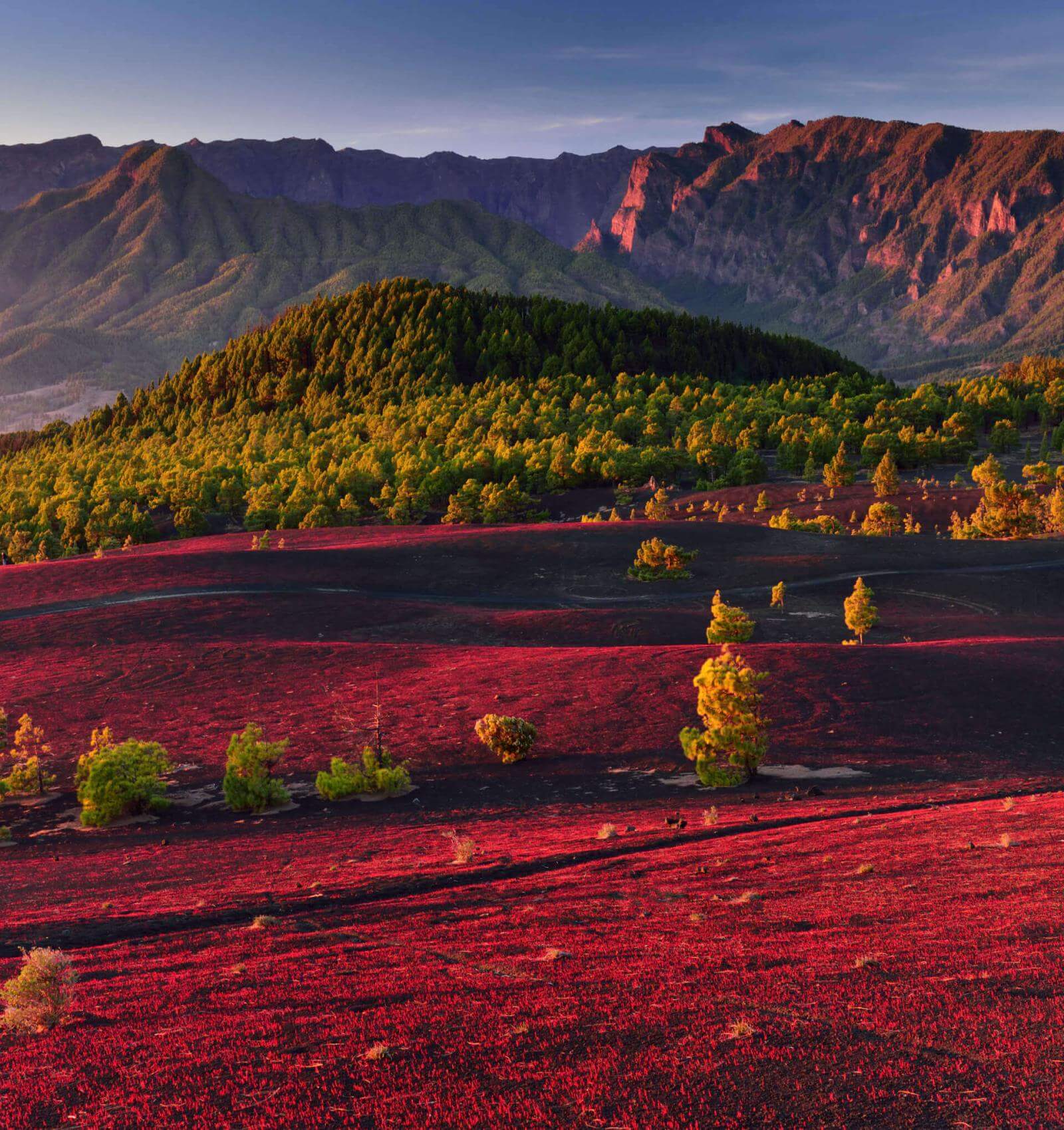 Llanos del Jable na wyspie La Palma, równina wulkaniczna o czerwonej ziemi, w tle góry i las sosnowy.