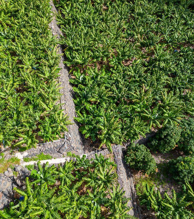 Plantación de plataneras en La Rajita. La Gomera.