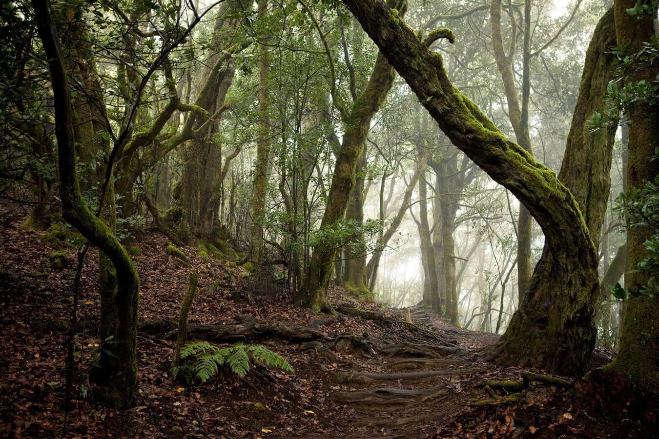 La Gomera. Laurisilva