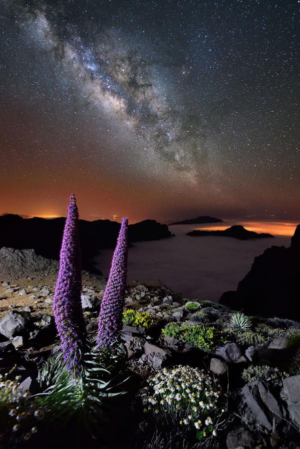 Tajinastes. Cumbres de La Palma