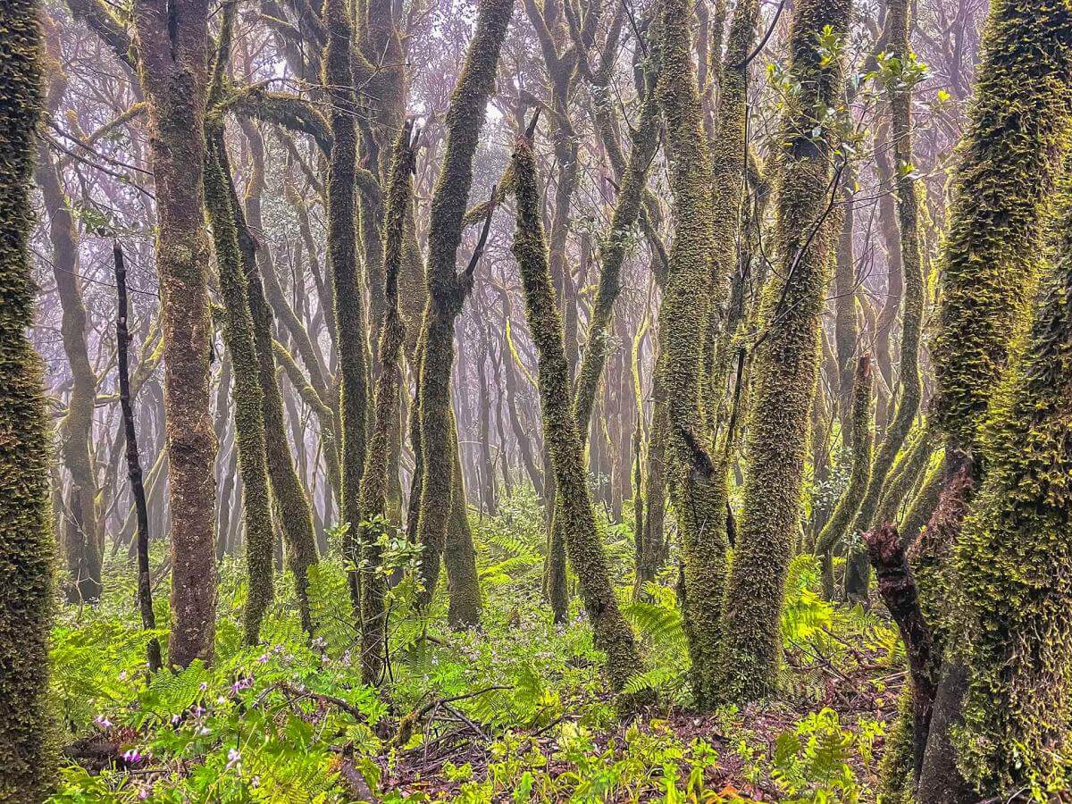 Camino de la Faya, La Palma