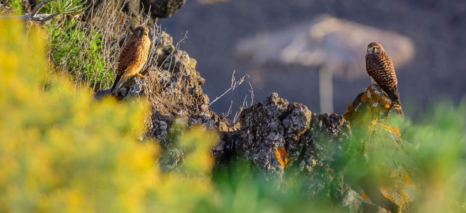 Charco Verde Plaże dla dzieci na La Palma