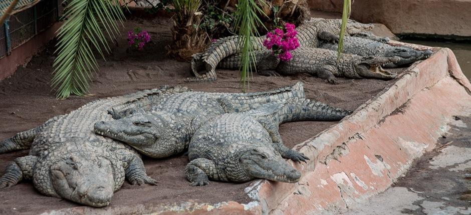 Cocodrilo Park Ogrody zoologiczne na Gran Canaria