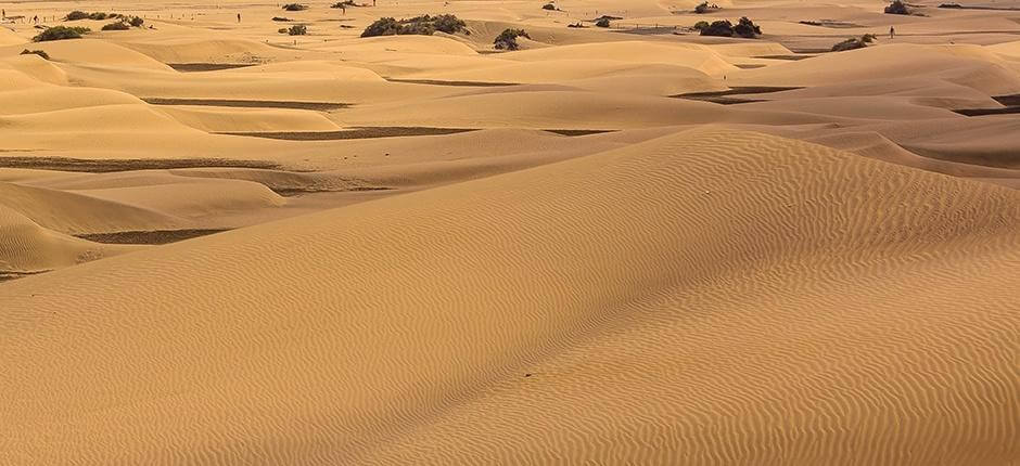 Specjalny Rezerwat Przyrody Wydm Maspalomas na Gran Canaria