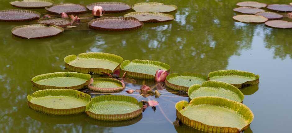 Jardín de Aclimatación de La Orotava Muzea i centra turystyczne na Teneryfie