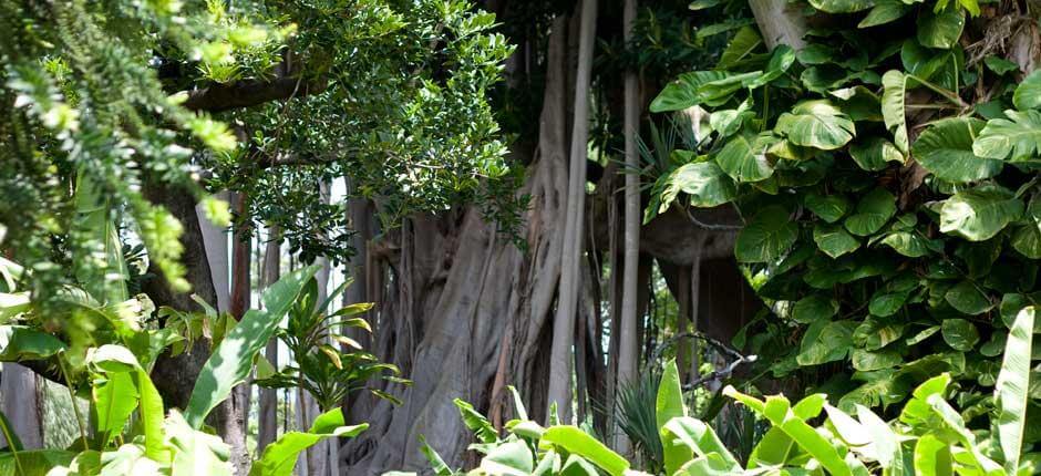 Jardín de Aclimatación de La Orotava Muzea i centra turystyczne na Teneryfie