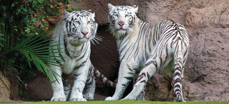 Loro Parque Ogrody zoologiczne na Teneryfie