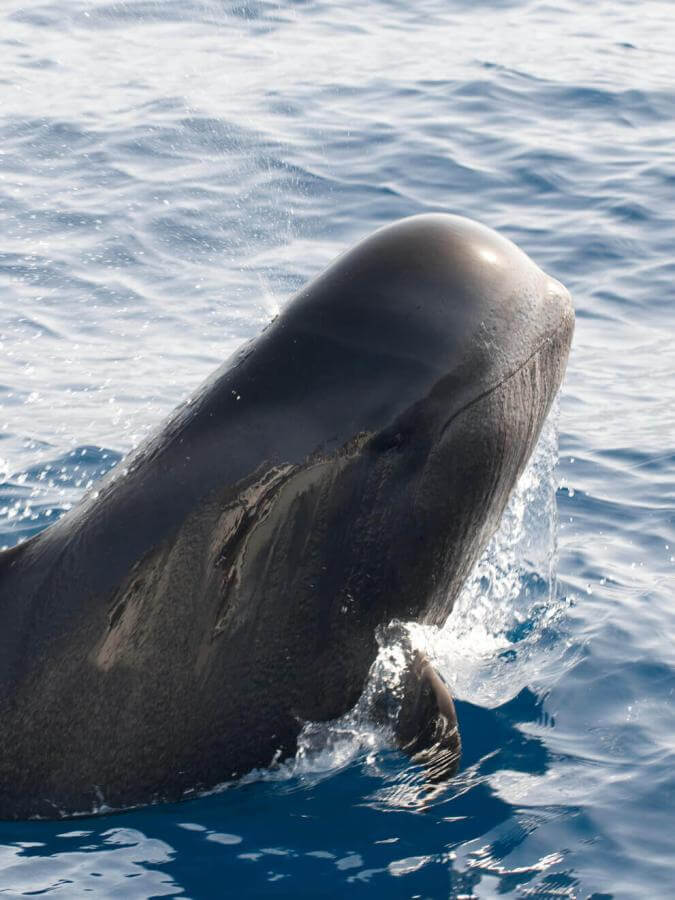 Calderón gris (tropikalny waleń z dużymi płetwami) nad taflą oceanu.
