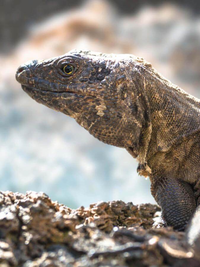 Lagarto gigante (endemiczny gatunek jaszczurki z Wysp Kanaryjskich) na El Hierro.
