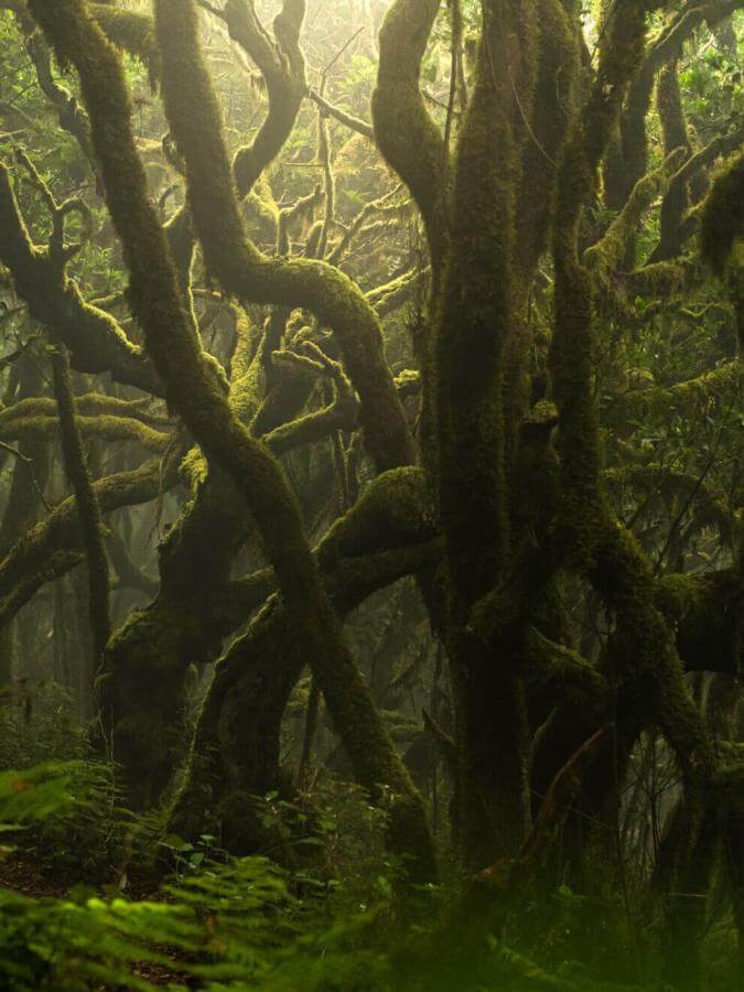 Las wawrzynowy w Garajonay, pnie drzew porośnięte mchem, atmosfera spowita mgłą.