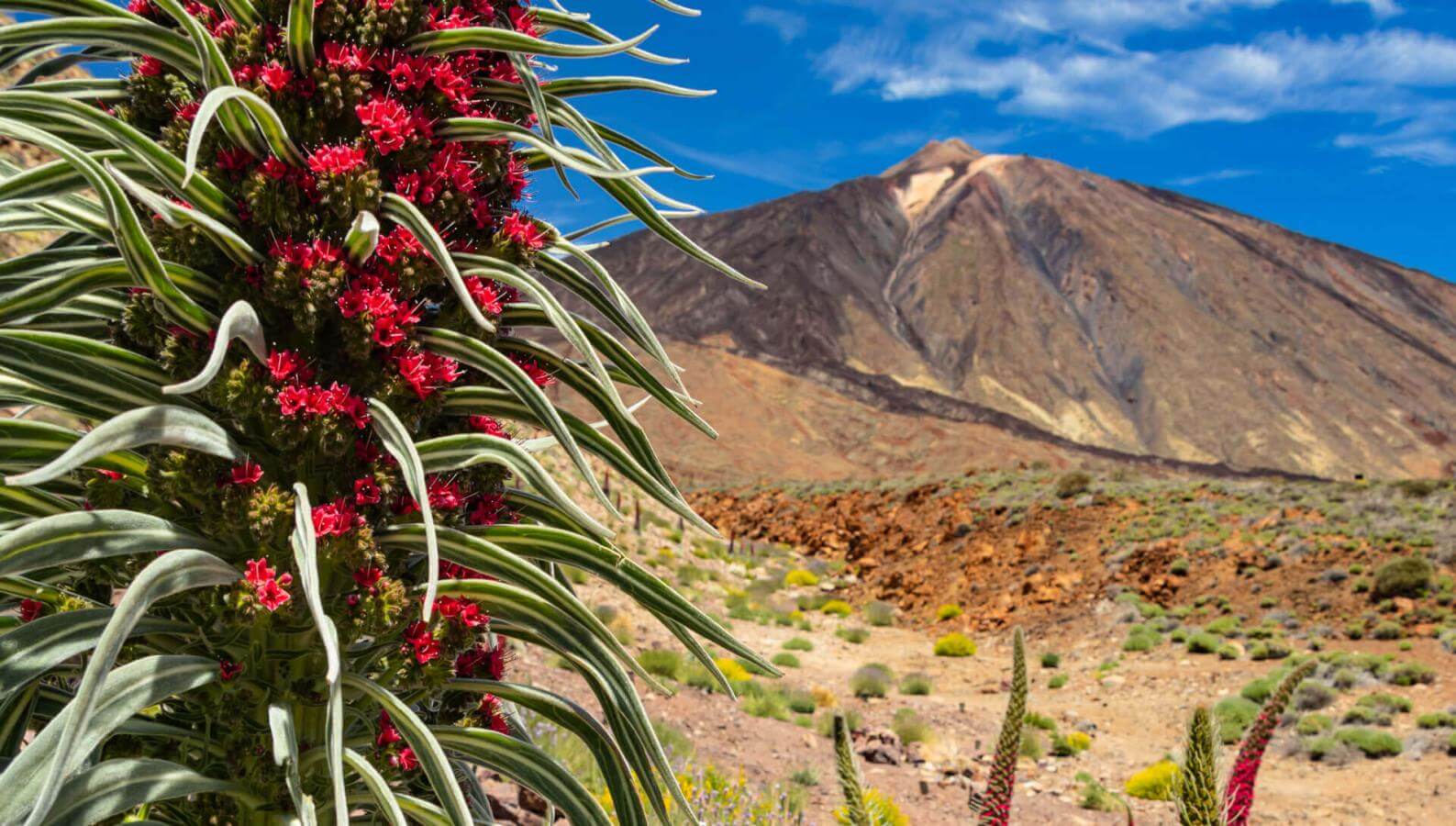 Kwitnący tajinaste rojo (endemiczny krzew z Teide) w Las Cañadas del Teide.