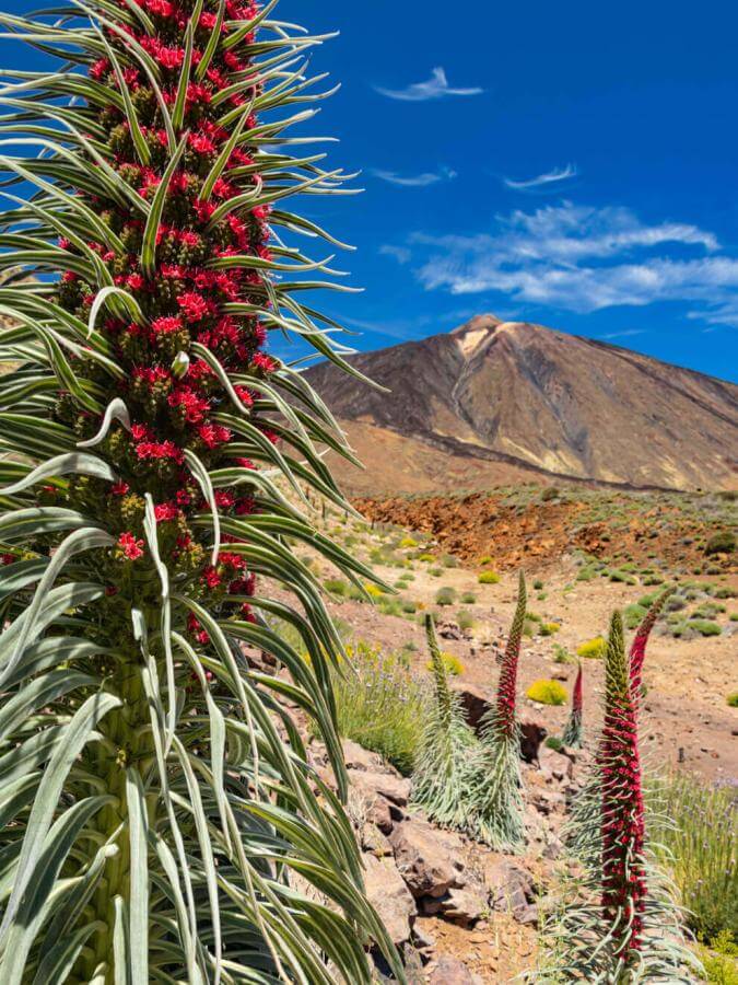 Kwitnący tajinaste rojo (endemiczny krzew z Teide) w Las Cañadas del Teide.